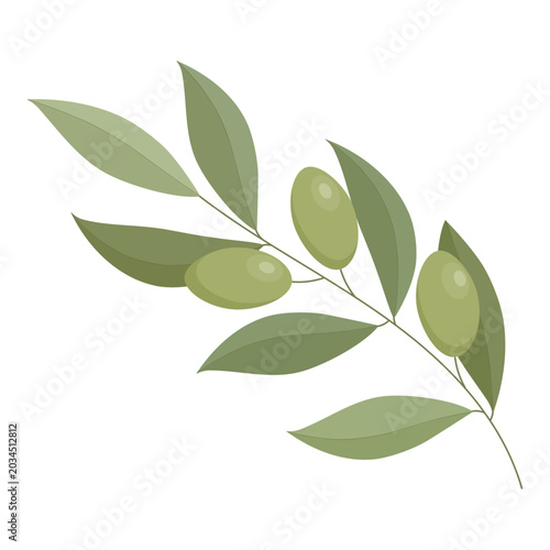 Olive branch with ripe olives on a white background. Greek symbol of longevity and prosperity. Vector illustration