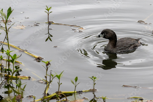 Tableau sur toile Least grebe Tachybaptus dominicus swimming on a calm pond with circular ripples