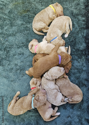 Litter of Puppies