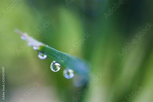 Fotografía water droplets on a broadleaf grass