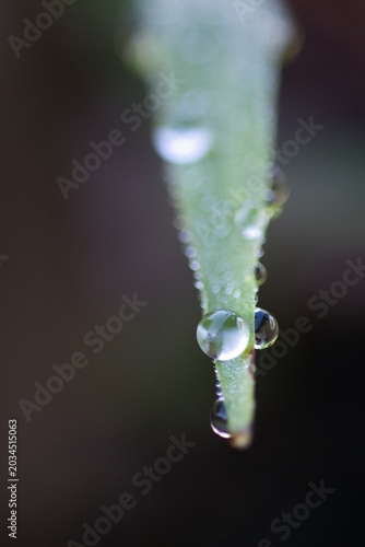 Fotografía water droplets on a broadleaf grass