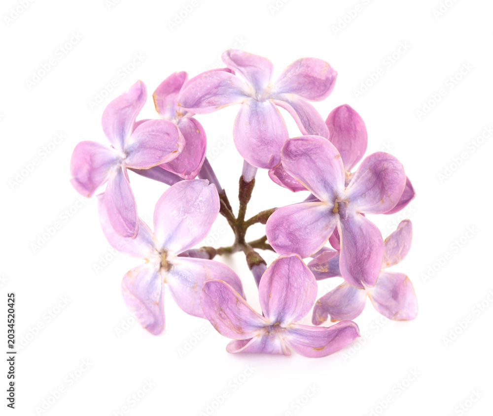 Obraz premium Branch with fresh lilac flowers isolated on white