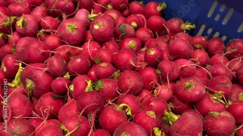 Fresh Crunchy Red Radishes With Green Stems Piled High In Blue Harvest Crate