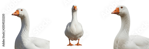 Photos Collection of Majestic White Geese: Set of Farm Birds Isolated on White Backgrou
