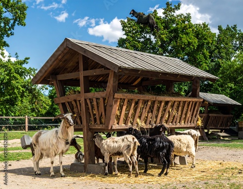 Curious Goats Feeding Beneath Wooden Hay Rack in Sunny Rural Farmyard
