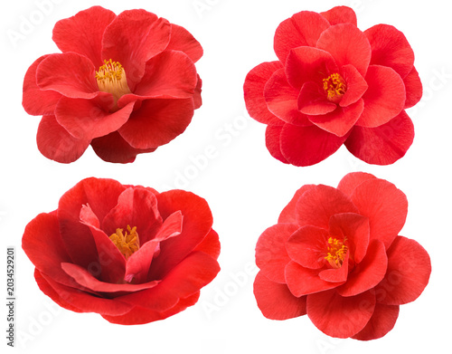 Four red camellia flower heads isolated on white background