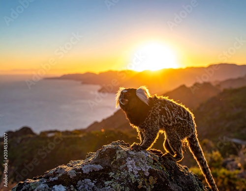 Backlit Wild Marmoset Standing on Rocky Cliff at Coastal Sunset
