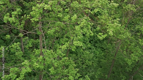 Overhead view of a mountain stream in an early summer forest