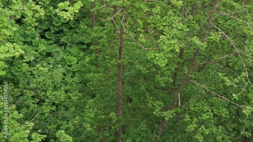 Overhead view of a mountain stream in an early summer forest