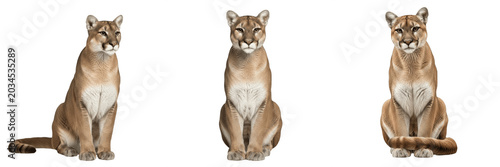 Canvas Print Majestic Mountain Lion Isolated on White Background, Powerful Cougar or Puma Por