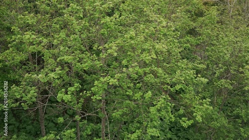 Overhead view of a mountain stream in an early summer forest