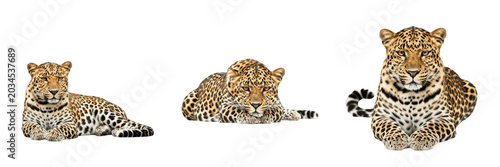 Foto Set of Three Realistic Leopards Sitting and Lying Down, Beautiful Wild Big Cats