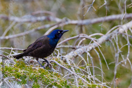 Schilderij op canvas Common Grackle, Female