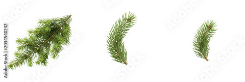 Konstfotografi Set of Fresh Evergreen Pine and Spruce Tree Branches, Realistic Coniferous Needl