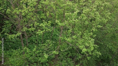 Overhead view of a mountain stream in an early summer forest