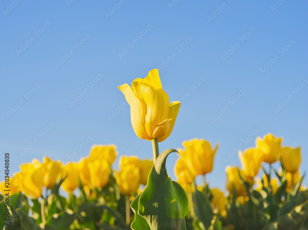 Fototapeta premium Bright yellow tulips blooming in a field under clear blue sky on a sunny day