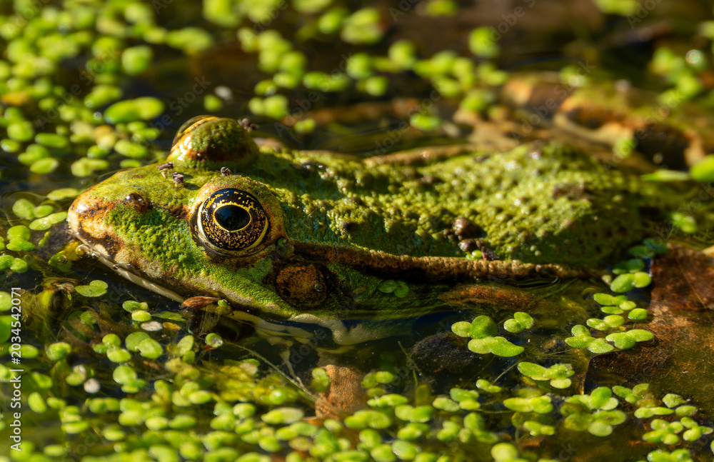 Obraz premium frog in the grass