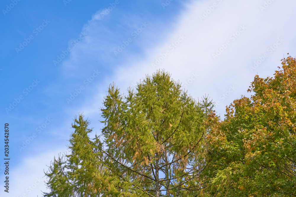 Fototapeta premium Golden autumn leaves with bokeh effect against a blue sky for stunning nature photography. Treetop. Illustration