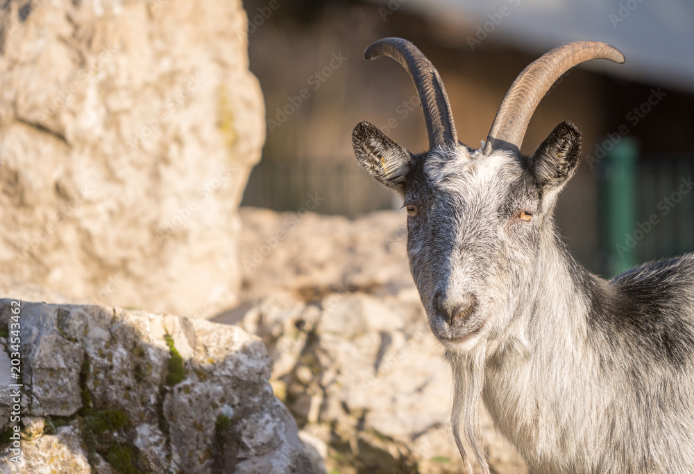 Fototapeta premium Gray faced goat with curved horns standing among rocks