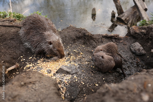 Obraz na plátně A wild nutria (coypu) family forages on spilled corn at a muddy riverbank near a calm pond