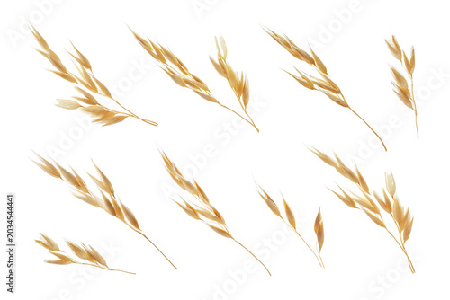 Foto Oat ears isolated on white, set. Cereal plant