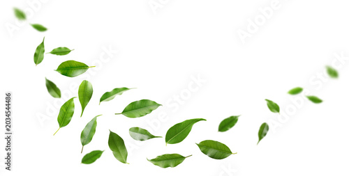 Bright green leaves flying in air against white background
