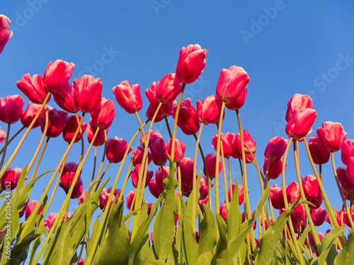 Vibrant red tulips photographed from below against a clear blue sky in bright sunlight