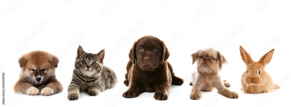 Fototapeta premium Baby animals. Puppies, kitten and bunny on white background