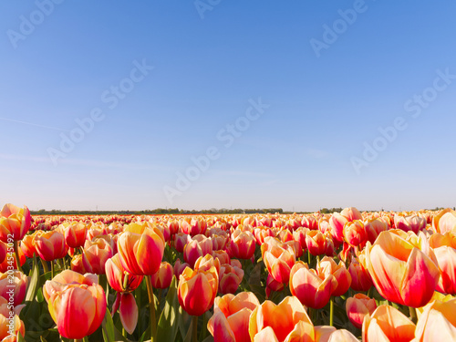 Vibrant red, orange and yellow tulips blooming in field against clear blue sky background