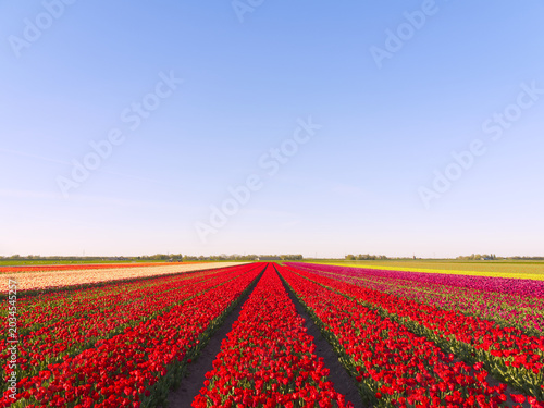 Vibrant rows of red and colorful tulips stretching across Dutch agricultural landscape