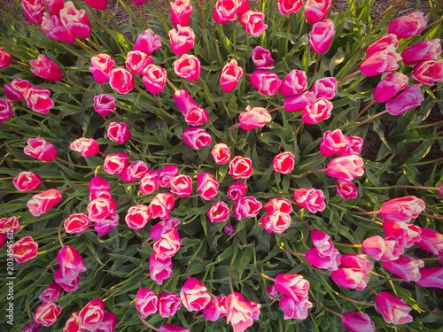 Overhead view of vibrant pink and white tulips densely planted in a garden flowerbed