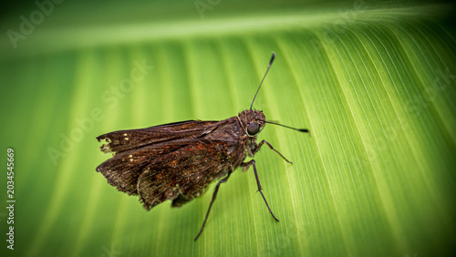 Foto Brown skipper butterfly perching on tropical green leaf