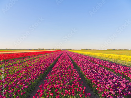 Vibrant rows of pink, red and yellow tulips stretching across agricultural fields under blue sky