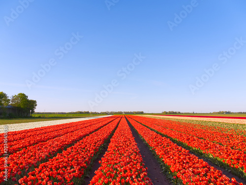 Vibrant red tulip field with geometric rows stretching to horizon under clear blue sky