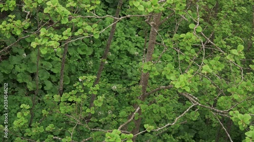 Overhead view of a mountain stream in an early summer forest