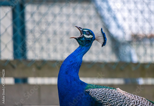Canvas Print Blue peacock squawking in an aviary