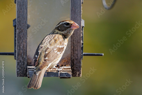 Fotografi Rose-breasted Grosbeak, Female