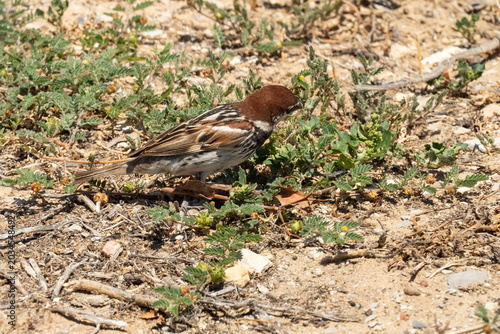 Male house sparrow (Passer domesticus) in the grass in Hammamet, Tunisia