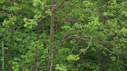 Overhead view of a mountain stream in an early summer forest