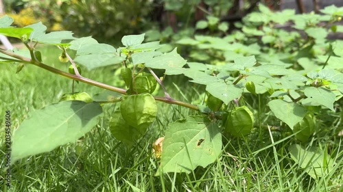 Wild cape gooseberry or Physalis angulata growing naturally in green grass, featuring lantern shaped husks and fresh green leaves in a tropical garden.