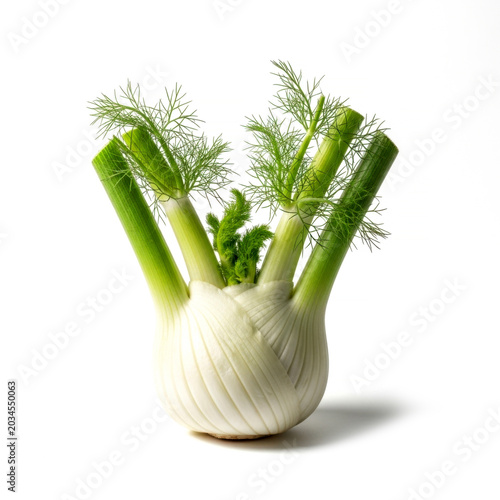 Fresh raw organic fennel bulb with green fronds isolated on white background for herbal culinary spice themes