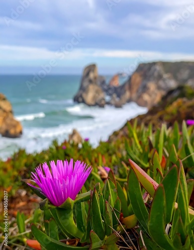 Vibrant Pink Coastal Flower Blooming Above Rocky Ocean Cliffs