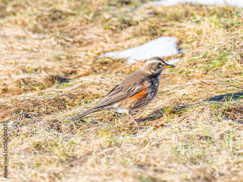 Photos beautiful redwing bird in the nature of Iceland