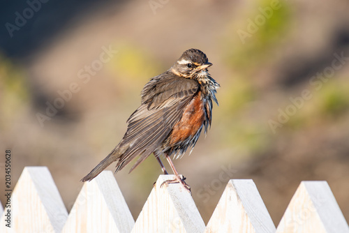Tableau sur toile beautiful redwing bird in the nature of Iceland