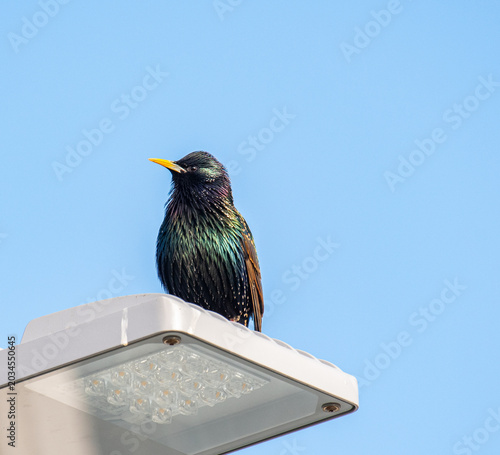 Фотография Beautiful Starling bird in the beautiful nature of Iceland