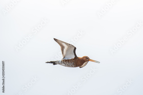 Canvas Print Beautiful black-tailed godwit in the nature of Iceland