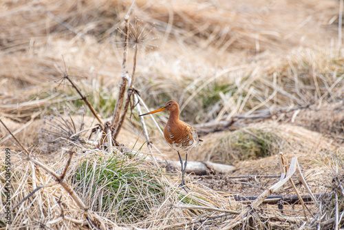 Tableau sur toile Beautiful black-tailed godwit in the nature of Iceland