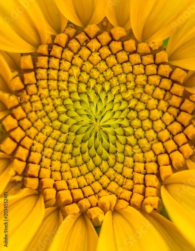 Vibrant Yellow Sunflower Center Displaying Spiral Seed Pattern in Macro Closeup