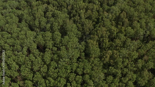 Aerial drone flight starts with top down view of lush green forest canopy. Camera pulls back to reveal a beautiful, calm lake vast wilderness landscape