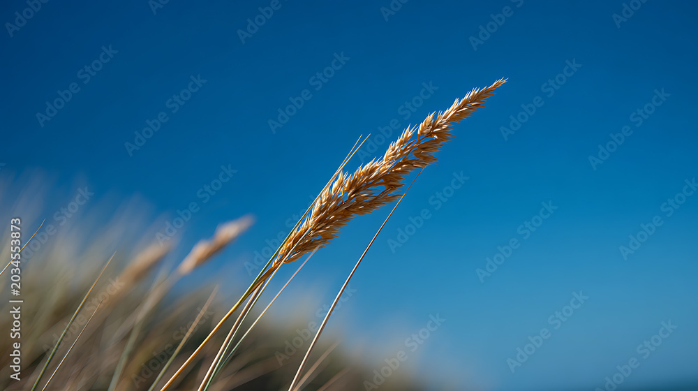 Obraz premium Golden grain crop in bright sunlight against a clear blue sky, close-up view of a single plant, natural environment scene, serene outdoor beauty
